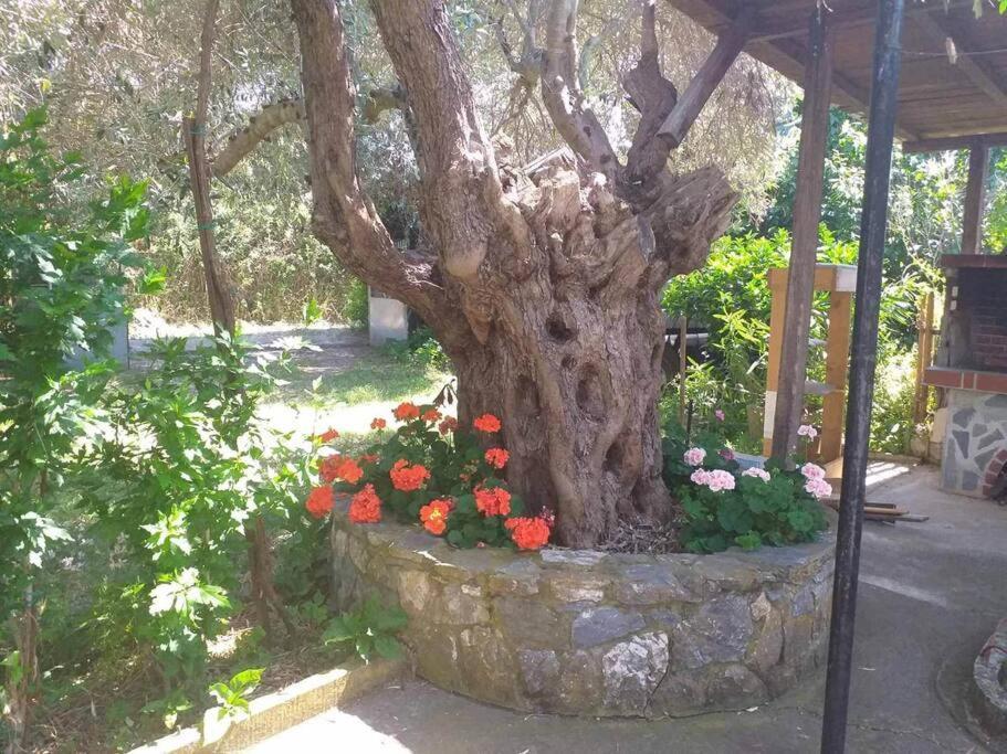 Zephyr Guest House Λεφόκαστρο Εξωτερικό φωτογραφία